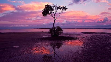 Landscape Nature Sunset Reflection Trees Water Sand Wallpapers Hd