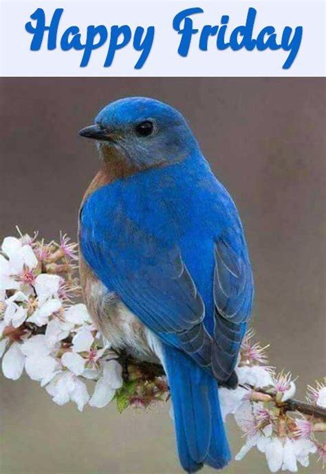 Image May Contain Bird And Flower Possible Text That Says Happy
