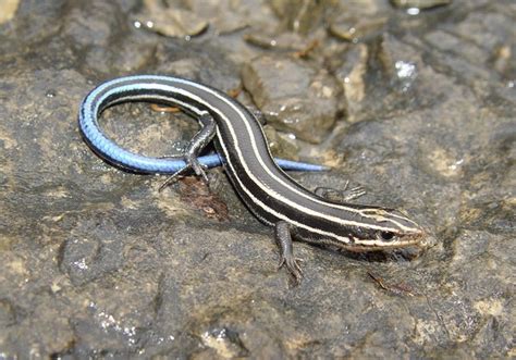 Common Five Lined Skink Amphibians And Reptiles Of Louisiana
