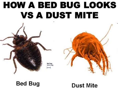 Dust mites are tiny critters that can infiltrate your bed and negatively affect your health. 1+ Million DustMites Are In Your Bed-1 Thing Destroys Them