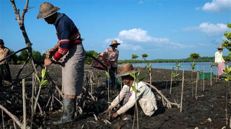Importance Of Mangrove Reforestation Programs In Southeast Asia