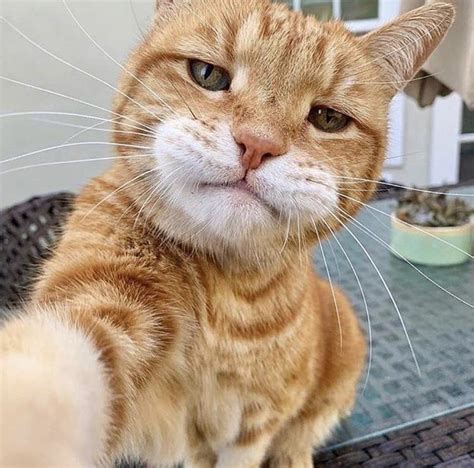 This Cat Taking A Selfie Aww