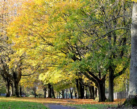 Autumn Trees Holywood 2 © Albert Bridge Geograph Britain And Ireland