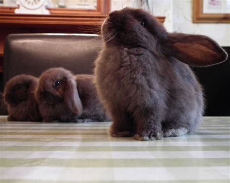 Stunning Mini Lop Brown And Black Baby Bunnies Cardiff