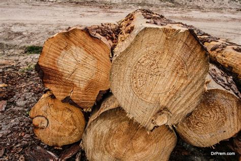 Complete Beginners Guide To Buying Sustainable Wood