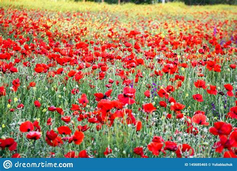 Vibrant Field Of Red Poppies And Yellow Flowers Selective Focus Stock