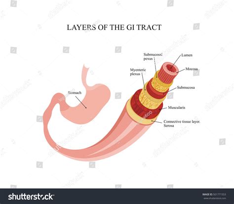 Layers Of The Gi Tract Human Anatomy Royalty Free Stock Photo