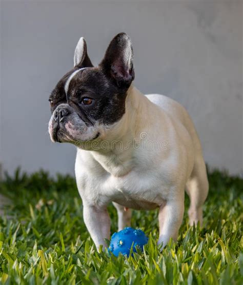 French Bulldog Playing In Garden Stock Photo Image Of Adorable