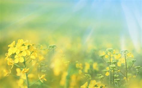 Free Download Download Nice Spring Background 1440x900 Full Hd Wall