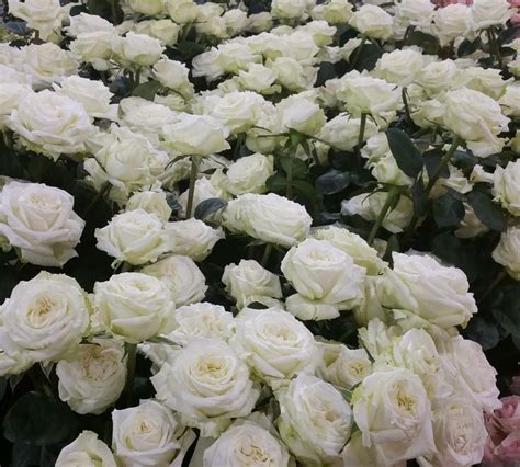 Check spelling or type a new query. Roses - T & G Flower Growers