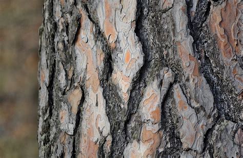 Bark Trunk Tree Free Photo On Pixabay Pixabay