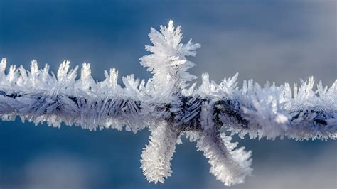 Wallpaper Winter Frost Ice Tree Branch X Uhd K Picture Image