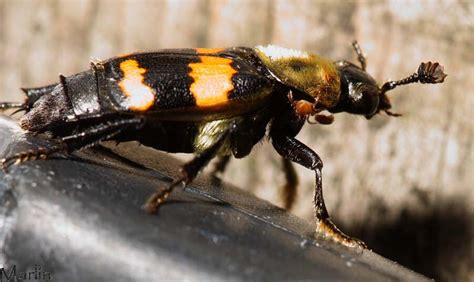 Sexton Beetle Nicrophorus Tomentosus North American Insects And Spiders