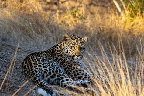 Why Choose A Private Game Reserve Kapama Blog