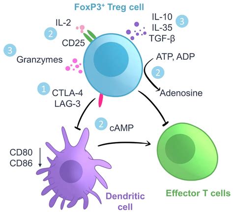 Ijms Free Full Text Enhancing Regulatory T Cells To Treat