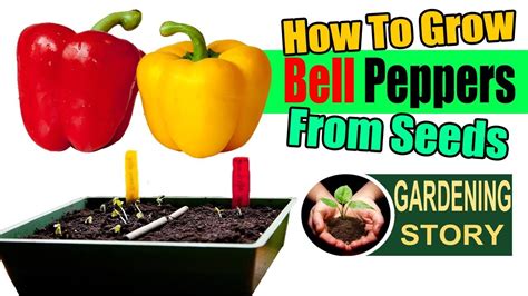 How To Grow Bell Peppers From Seeds Youtube