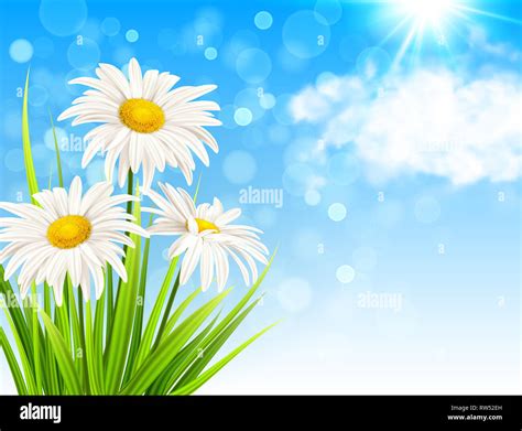White Daisy Flowers Green Grass And Clouds On A Blue Sky Background