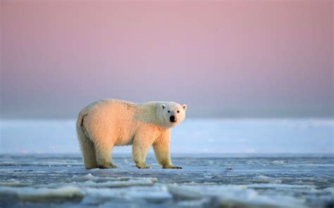 White Polar Bear Sunset Ice Arctic Alaska Wallpaper Animals