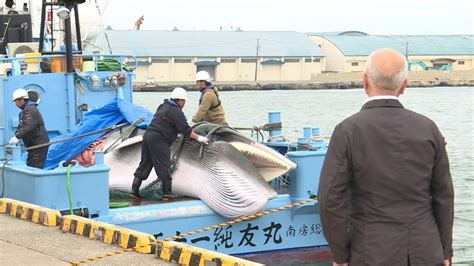 Japan Fisherman Catch First Whales As Commercial Hunts Resume Afp