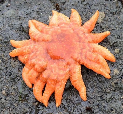 Sunflower Sea Star Gwaii Haanas Kelp Forest And Rocky Reef Project A