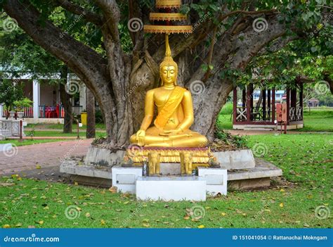 Beautiful Gold Buddha Statue Sitting Under Bodhi Tree Peaceful