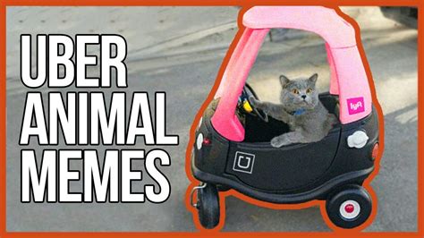 Hilarious Uber Animal Memes Youtube