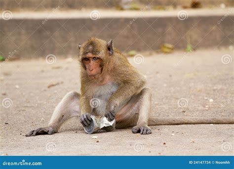 Monkeys Play Toys Stock Photo Image Of Background Black 24147734