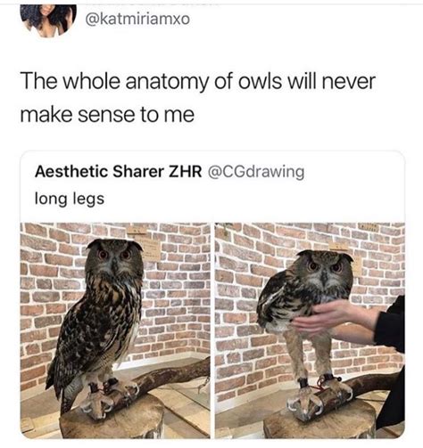 Follow Slayinqueens For More Poppin Pins ️⚡️ Owl Legs Owl Animal Memes