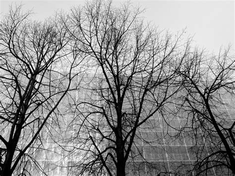 Black And White Trees In Winter Thomas Roka Aardal Flickr