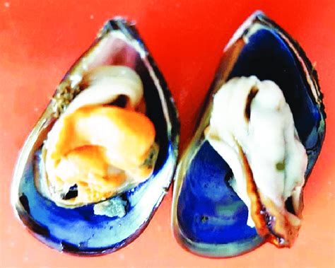 The Colour Of The Meat Indicates The Sex Of The Mussel The Individual Download Scientific