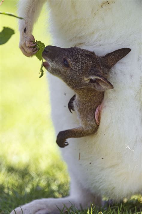Baby Kangaroo Eating From His Mother Australia Animals Australian