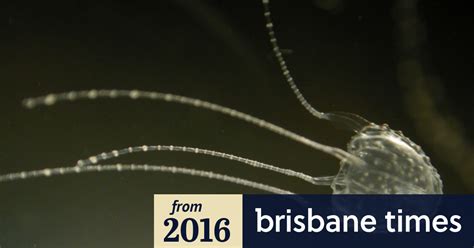 Six Queensland Stings In Week Prompt Fears Of Irukandji Jellyfish Flood