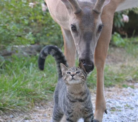 Deer Loving On A Kitten The Kitten Loves When The Deer Licks Him Like