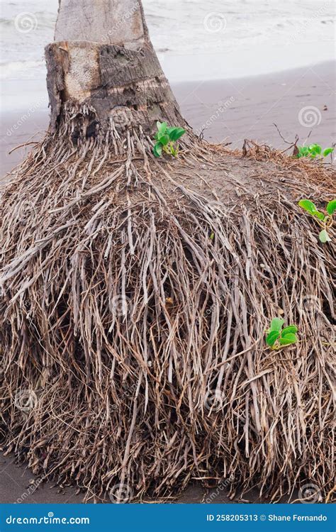 Close Up Picture Of Coconut Tree Roots Along The Sea Stock Image