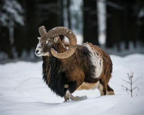 Mouflon Facts Diet Habitat And Pictures On Animaliabio