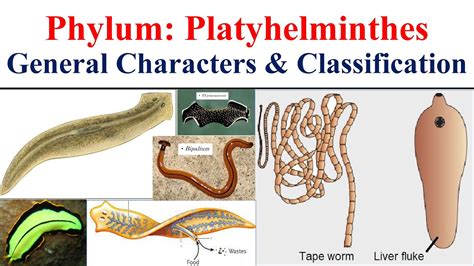 Platyhelminthes Phylum Platyhelminthes General Characters And