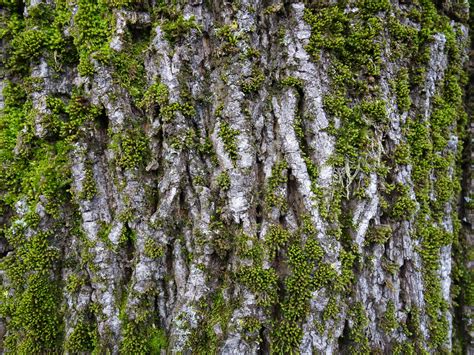 Free Images Tree Nature Forest Branch Flower Trunk Moss