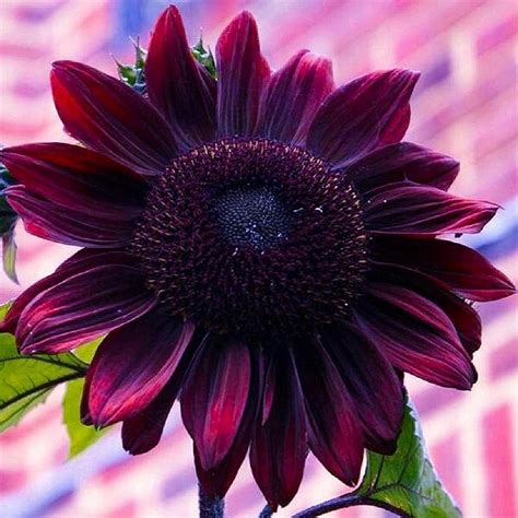 Sunflower Seeds For Planting Grow Purple Chocolate Cherry Sun Flowers