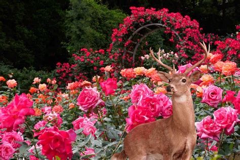 Do Deer Eat Roses? [And How To Keep Them Away From Your Garden]