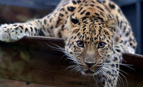 Animals Leopards Amur Leopard Background Hd Wallpaper Pxfuel