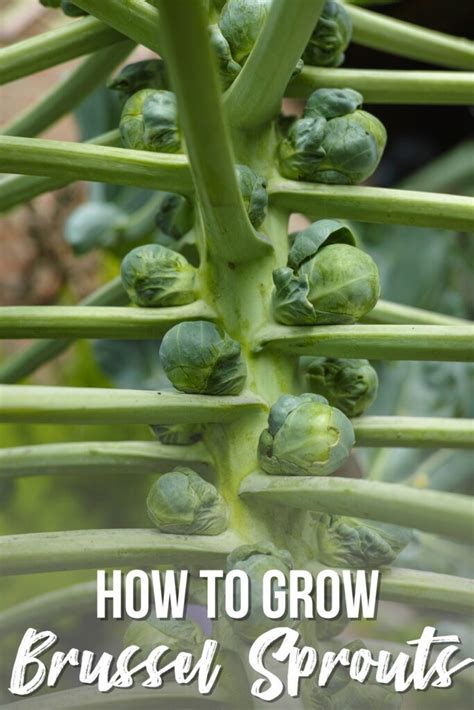 How To Grow Brussel Sprouts From Seed