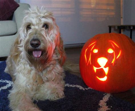 Carve A Dog O Lantern This Halloween To Showcase Your Puppy Love