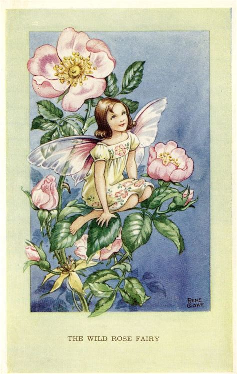 The Wild Rose Fairy Postcard History