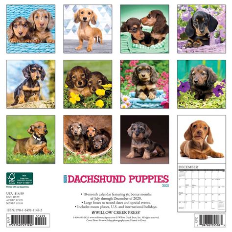dachshund puppies wall calendar