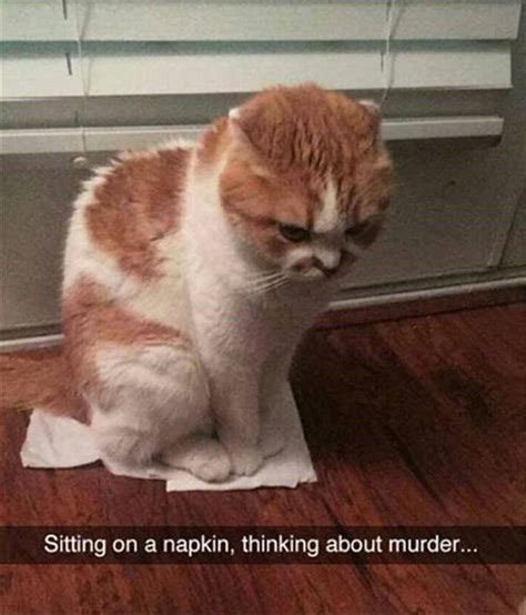 Funniest Cat Memes 20 Pics Funnyfoto Page 16