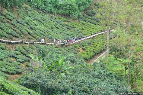 Nak cari parking tu agak mencabar juga sebab kami datang dah petang, lagi ramai orang. ladang-teh-cameron-highland-boh - Xplorasi Destinasi