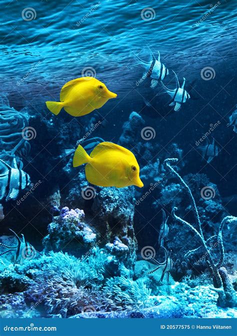 Two Yellow Tropical Fishes Stock Image Image Of Blue 20577575