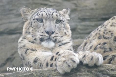 Another Great Day At Marwell My Best Snow Leopard Picture Flickr