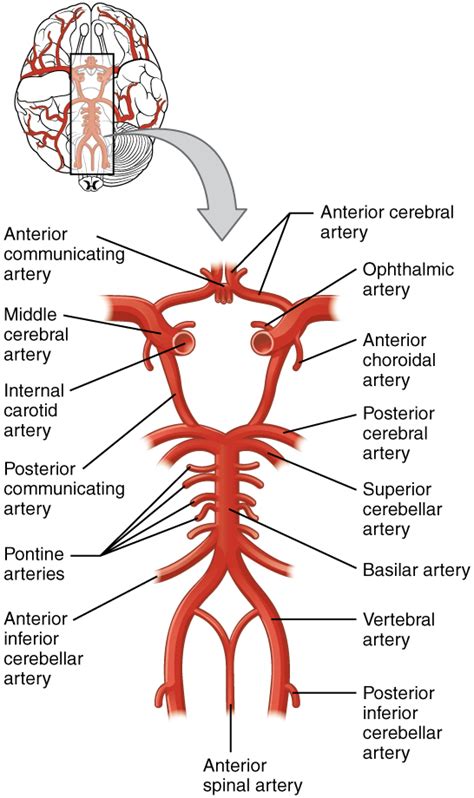 Circulation And The Central Nervous System Anatomy And Physiology I