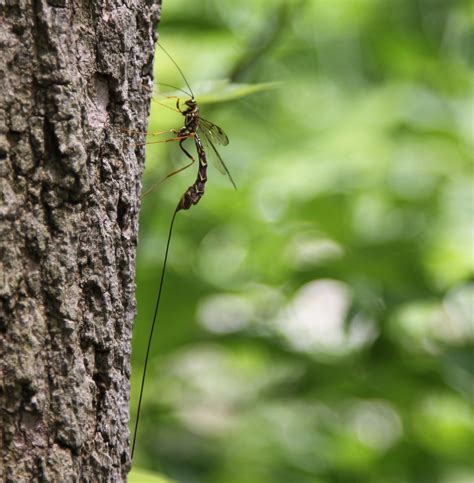 Ichneumonoidea ~ Ichneumon Fly Long Tailed Wasp ~ Female Flickr